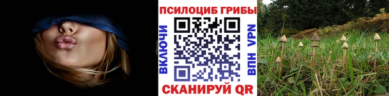 закладки  Андреаполь  Псилоцибиновые грибы мицелий 